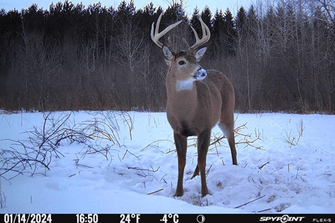 Game and trail cameras - Resolution and Image Quality