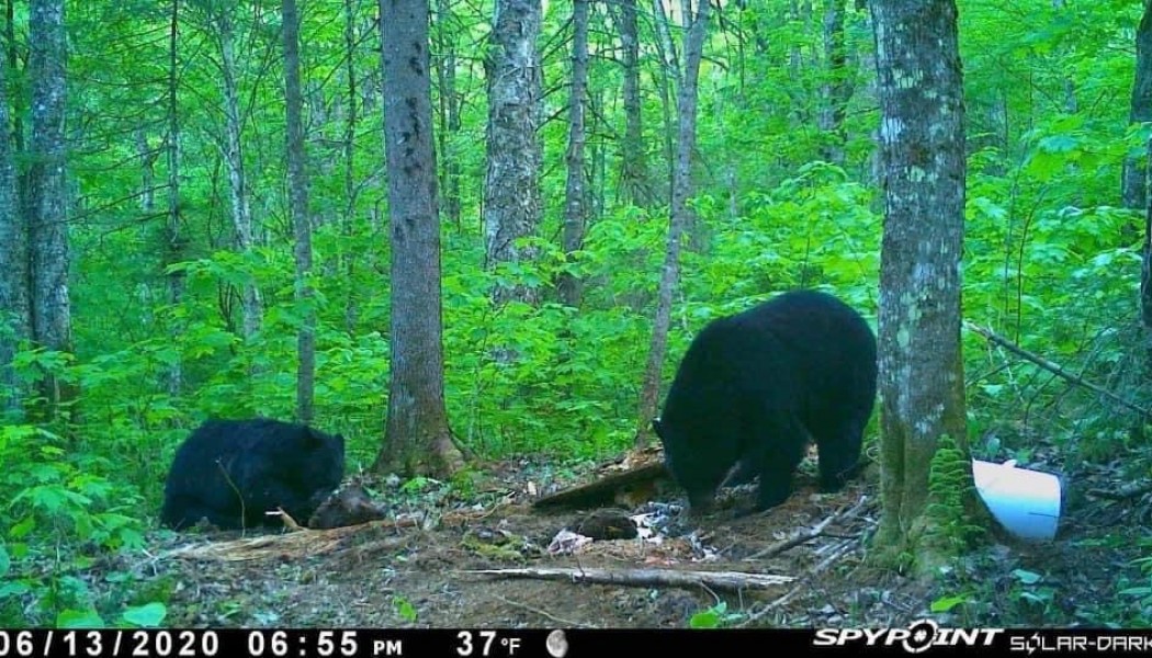 Ours noir : Des conseils d’usage des caméras de surveillance envers eux