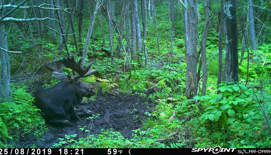 La prospection d’été pour la chasse à l’orignal