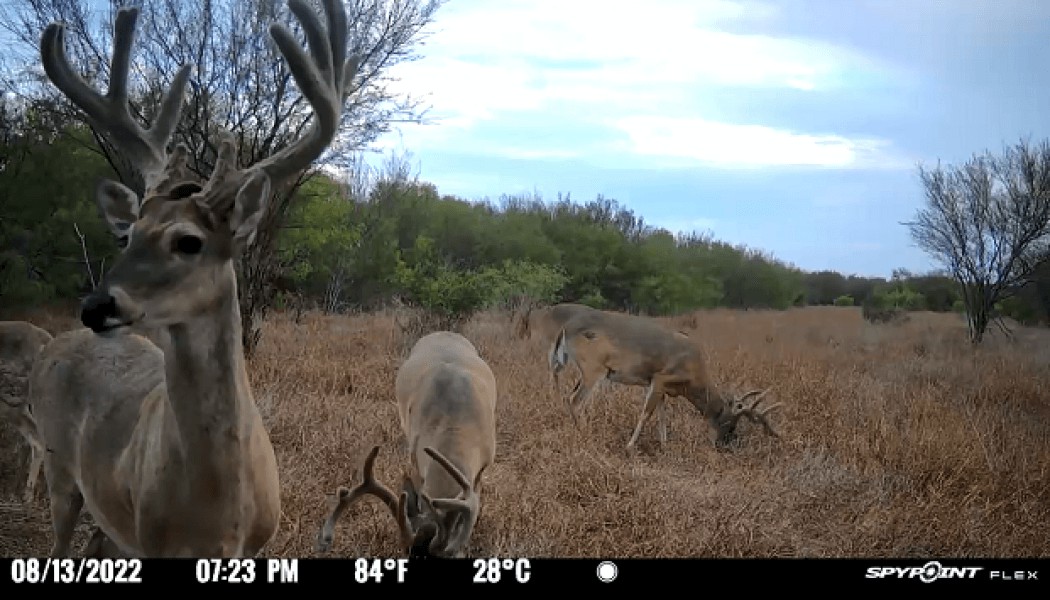 Comment fonctionne la transmission vidéo sur la FLEX de SPYPOINT?