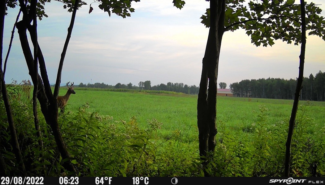 Êtes-vous prêts pour la saison de chasse aux chevreuils?