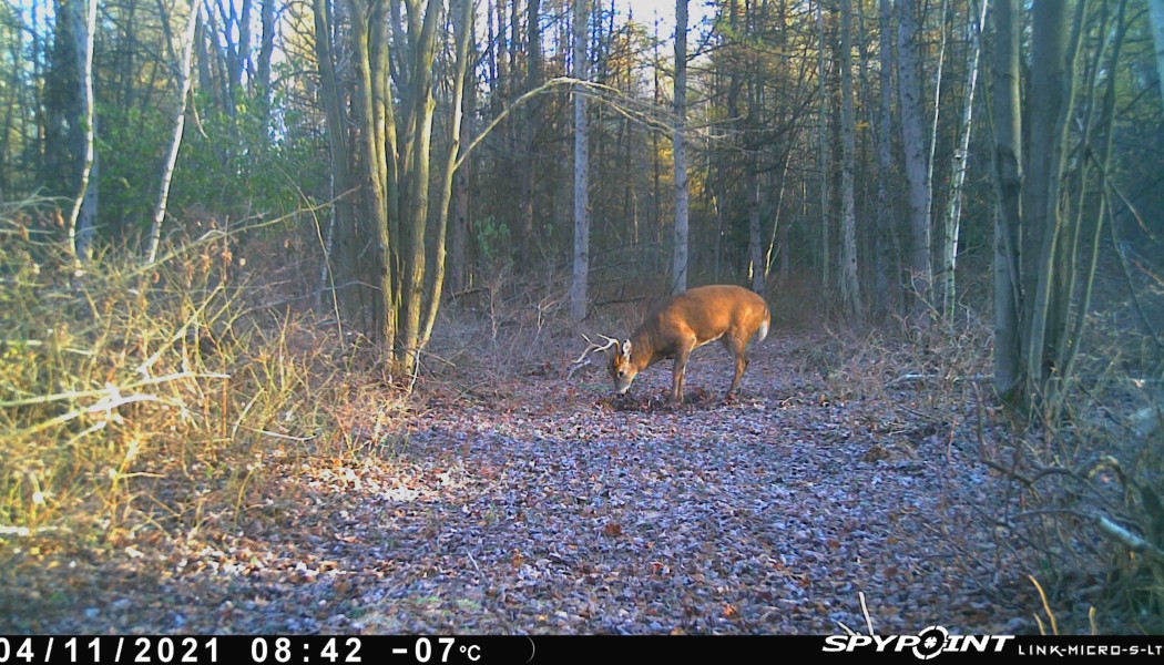 Les faux grattages - Par Patrick Bayard