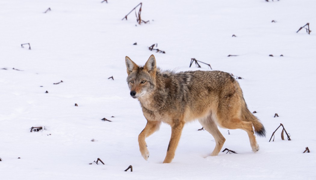 Conseils pour la chasse aux prédateurs par temps froid