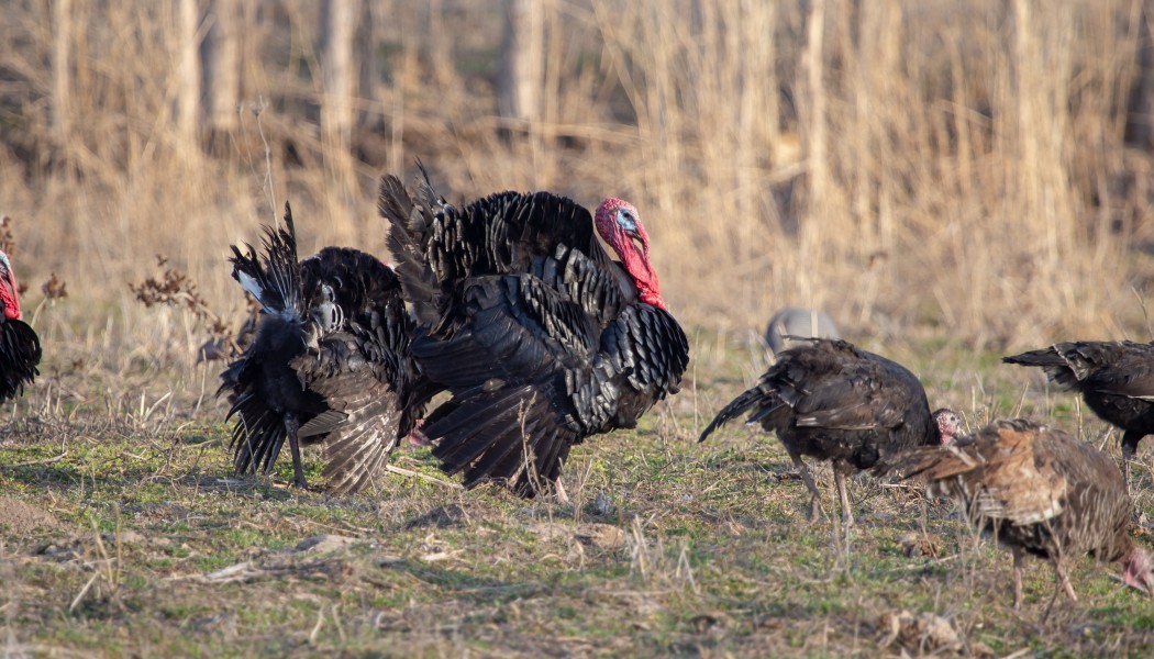 10 Trail Camera Tips for Turkey Hunting