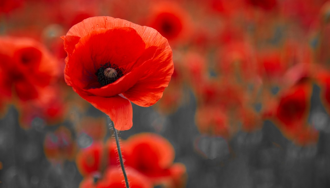 Supporting Those Who Served: SPYPOINT Contributes to The Legion National Foundation