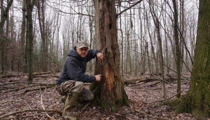 Les Frottages de Chevreuil