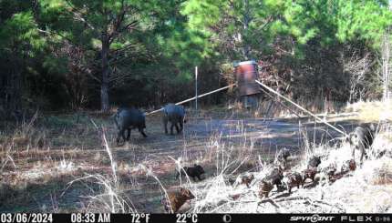 5 Reasons Wild Hogs are a Threat to Whitetail Deer