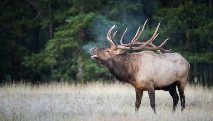 Elk Talk: Learning the Lingo of Wapiti