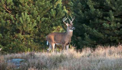 How to Kill Bucks in Pine Tree Country
