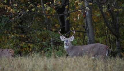 10 Deer Hunting Tips for the Pre-Rut