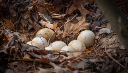 How to Support Wild Turkey Nesting Success