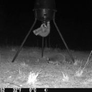 The Best Way to Use Trail Cameras Around Feeders